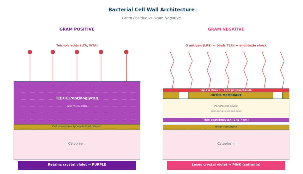 The One Structural Fact That Drives Everything