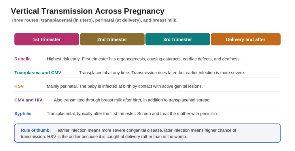 Vertical transmission timeline for TORCH infections