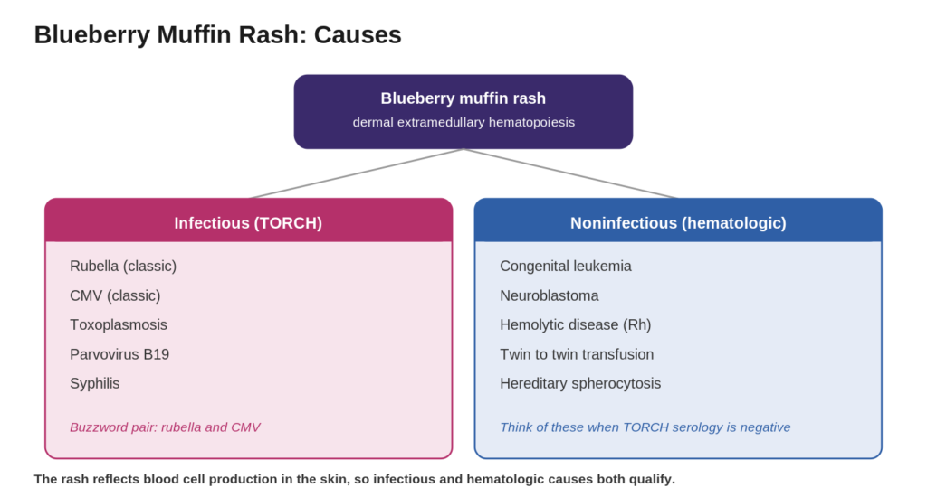 Blueberry muffin rash differential map