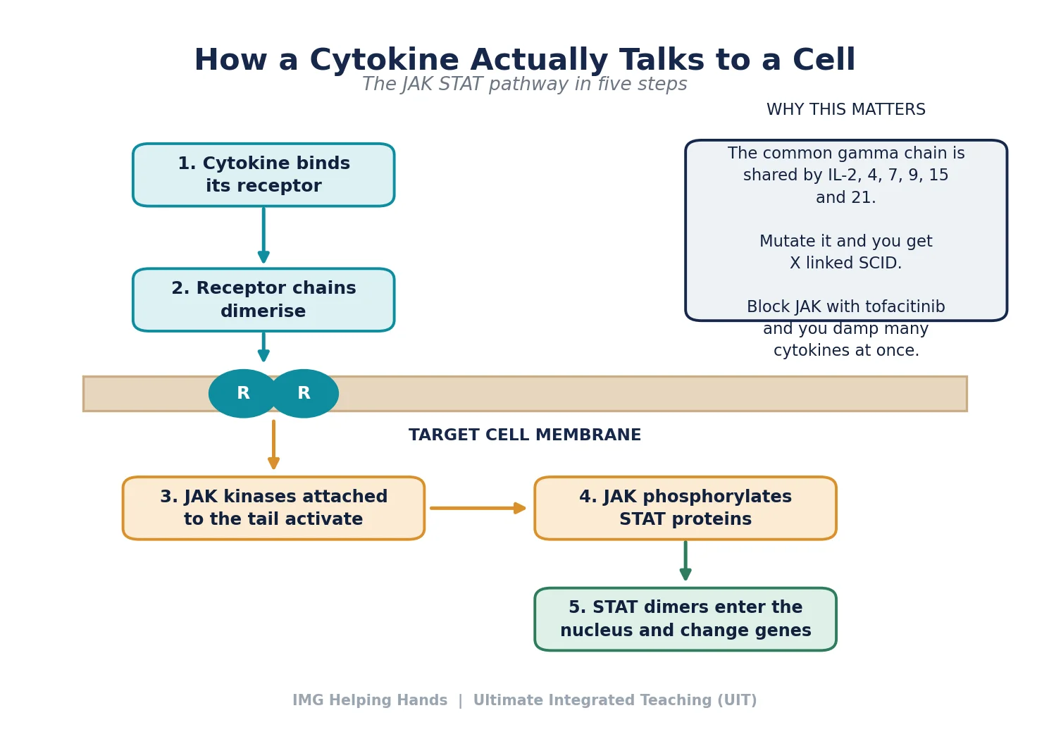 How the signal gets inside the cell