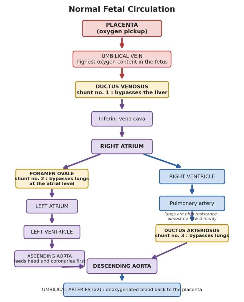 Normal Fetal Circulation The Foundation Everything Rests On